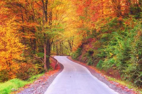 Autumn colorful forest winding road, nature landscape Stock Photos