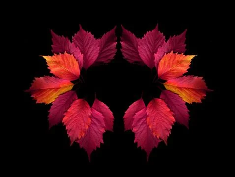 Autumn colorful leaves on a black background. Stock Photos