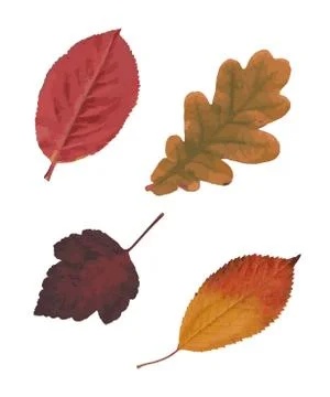 Autumn Colorful Leaves Stock Illustration