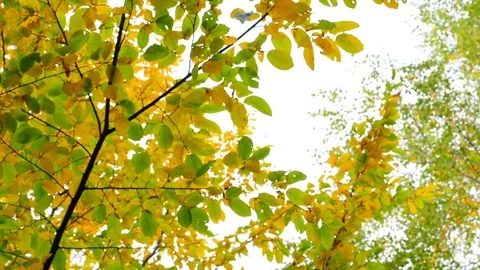 Autumn colorful leaves on trees moves in gentle wind. Stock Footage