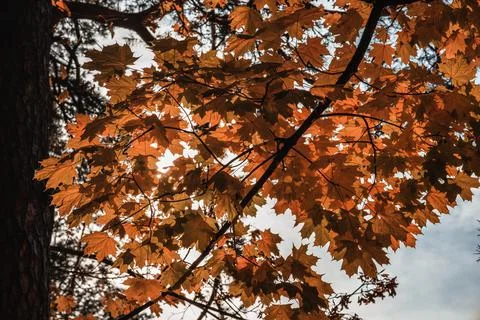 Autumn colorful maple leaf in fall with a beautiful sunbeam Stock Photos