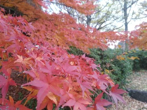 Autumn Colors #1 Stock Photos