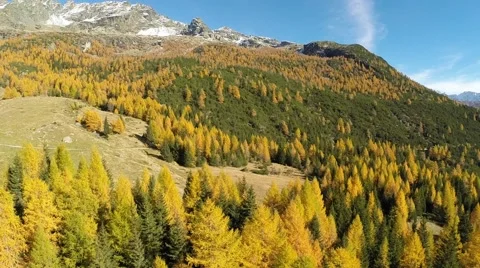 Autumn colors - Aerial view in Valmalenco Stock Footage