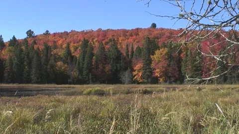 Autumn Colors in Algonquin Park Stock Footage 286377499