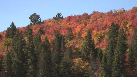 Autumn Colors in Algonquin Park Stock Footage 286377629