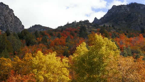 Autumn colors alternately brighten and darken-Time lapse Video stock 239503553