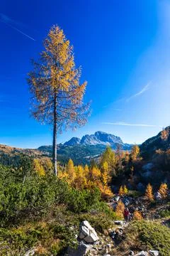 Autumn colors are exploding in the woods of Carnic Alps Foto stock