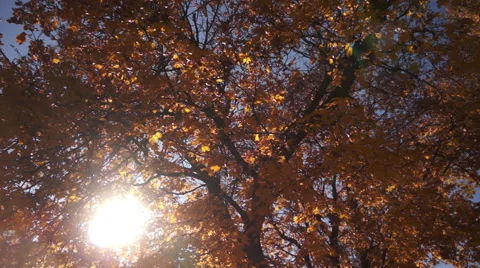 Autumn Colors Background Stock Footage 50300172