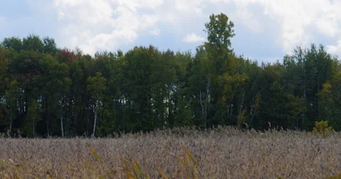 Autumn colors beginning in background forest / Panning right 1 Vídeo Stock 141230748