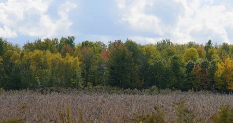 Autumn colors beginning in background forest / Panning right 2 Stock Footage 141230749