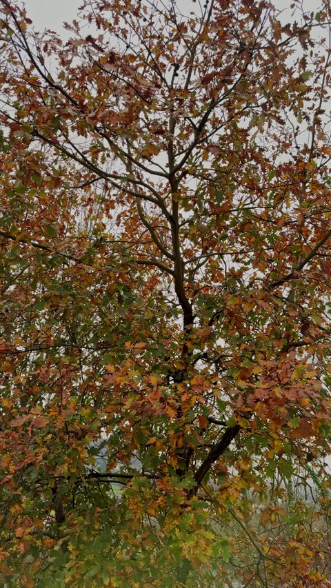 Autumn Colors on a Cloudy Day Stock Footage 274852059
