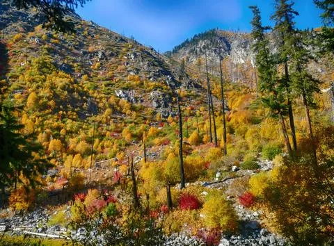 Autumn colors exploding on mountainside in the american west Stock Photos