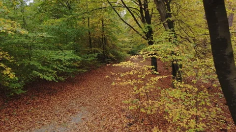 Autumn colors in a fall forest Stock Footage 217674969