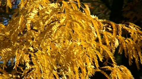 Autumn colors 스톡 동영상 517712