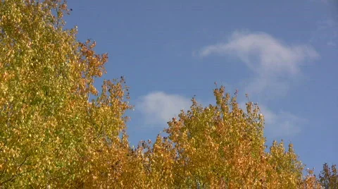  autumn colors Stock Footage 547528