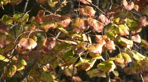 Autumn colors Видео 10758830