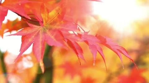 Autumn Colors Video stock 14636228