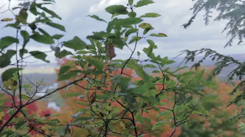 Autumn colors Stock Footage 22771864