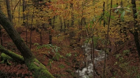 Autumn Colors Stock Footage 43257385