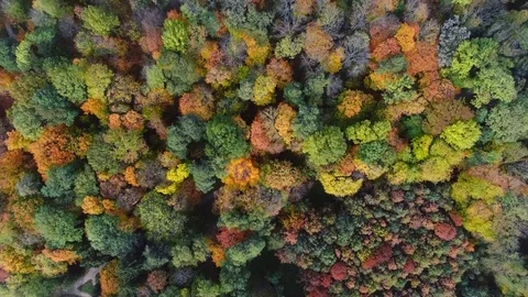 Autumn colors Video stock 81372098
