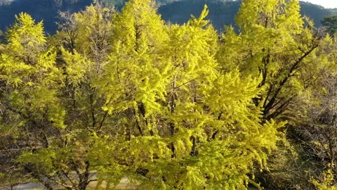 Autumn colors Stock Footage 138555967