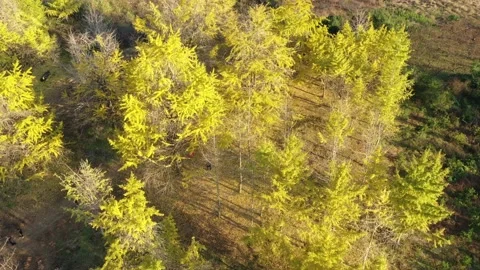 Autumn colors Stock Footage 138556840