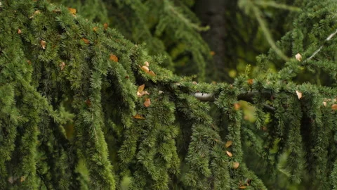 Autumn colors Stock Footage 143417494