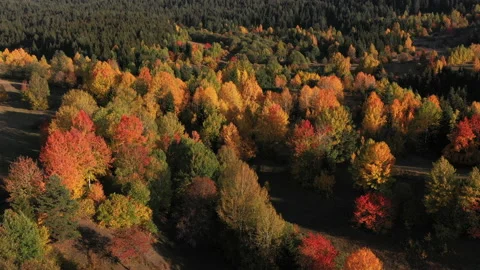 Autumn colors Stock Footage 167549701