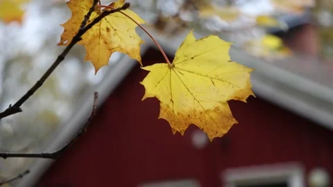 Autumn colors Stock Footage 219796685