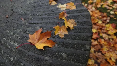 Autumn colors Stock Footage 219796686