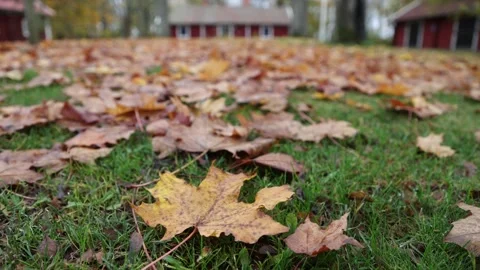 Autumn colors Stock Footage 219796705
