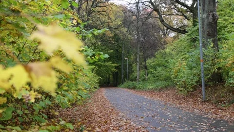 Autumn colors Stock Footage 219796709