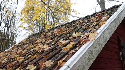 Autumn colors Stock Footage 219796738