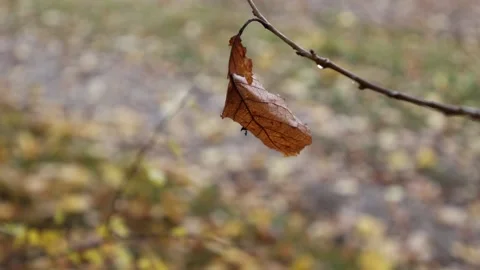 Autumn colors Video stock 219796740