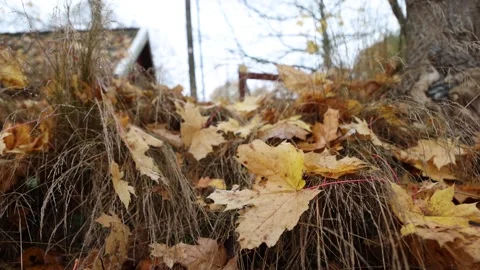 Autumn colors Stock Footage 219796744