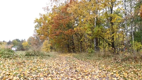 Autumn colors Stock Footage 219797700