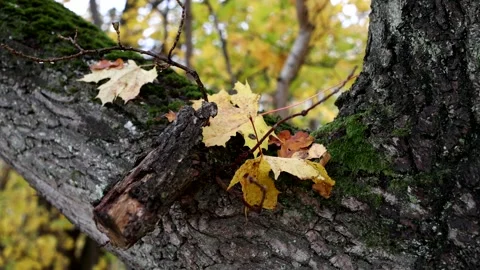 Autumn colors Stock Footage 219797703