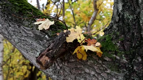 Autumn colors Stock Footage 219797707