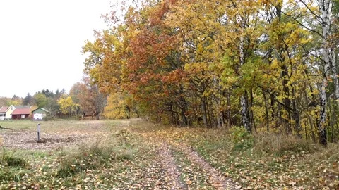 Autumn colors Stock Footage 219797709