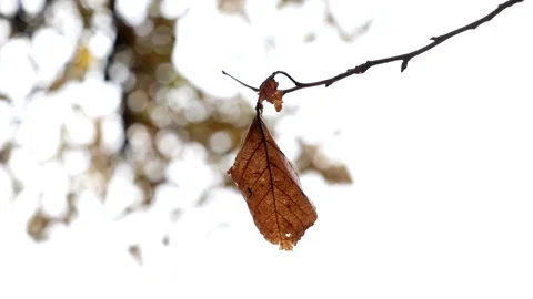 Autumn colors Stock Footage 219797715