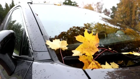 Autumn colors Stock Footage 219797719