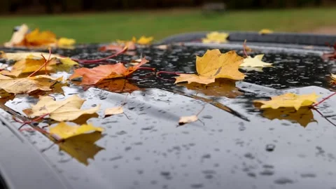 Autumn colors Stock Footage 219797723