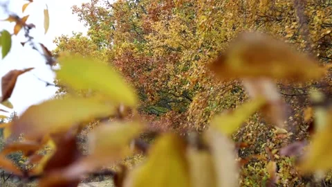 Autumn colors Stock-Footage 219797724