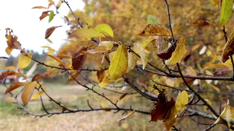 Autumn colors Video stock 219797725