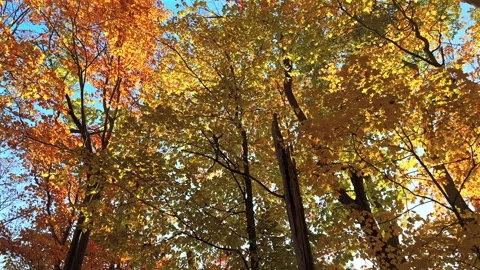 Autumn Colors Forest Stock Footage 289152755