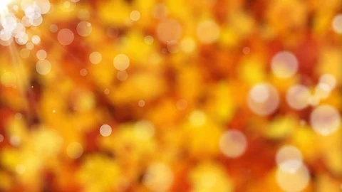 Autumn Colors Loop Stock Footage 80810438