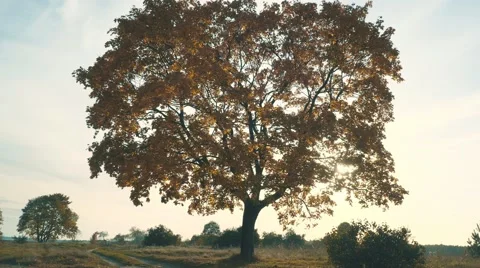 Autumn colors. Maple tree with yellow leaves against the blue sky. Stock Footage 68646328