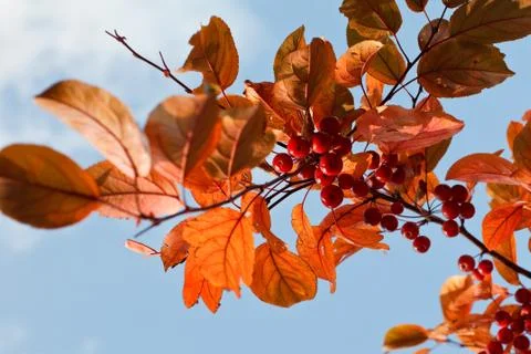 Autumn colors Stock Photos