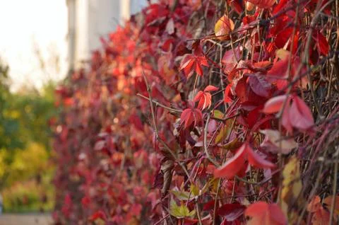 Autumn colors Stock Photos