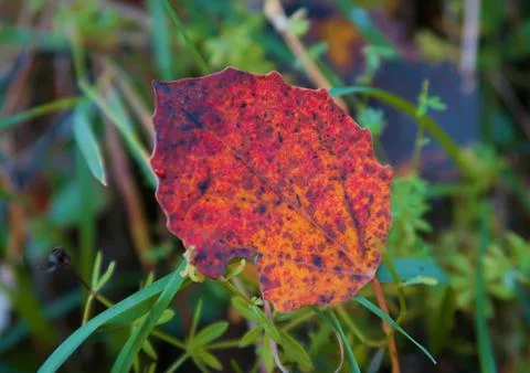Autumn colors Foto stock